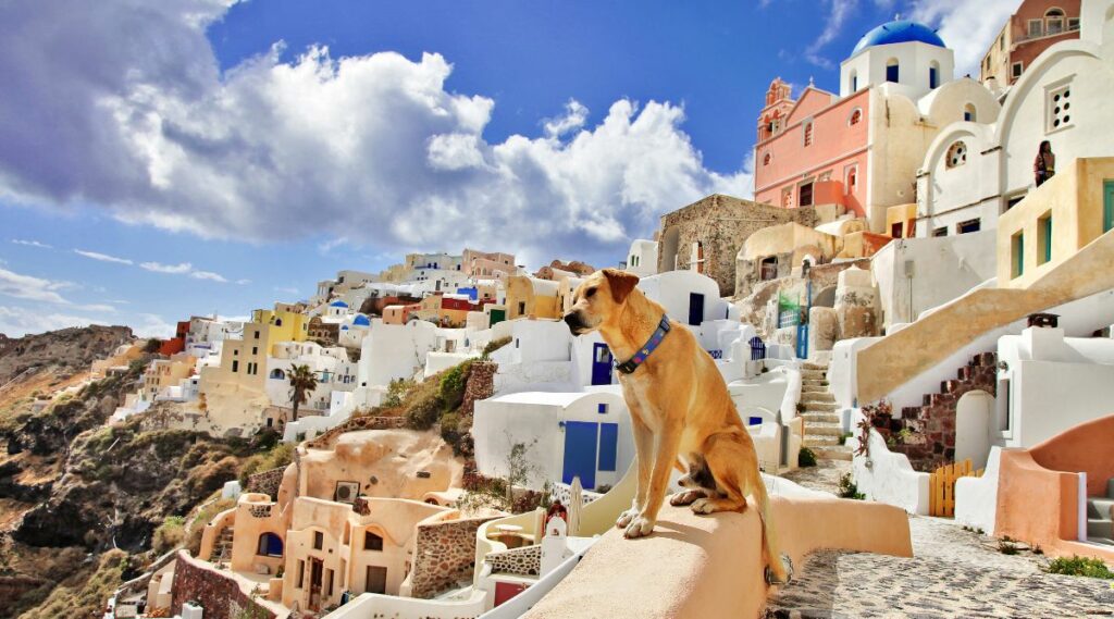 Perro en islas griegas mirando al agua