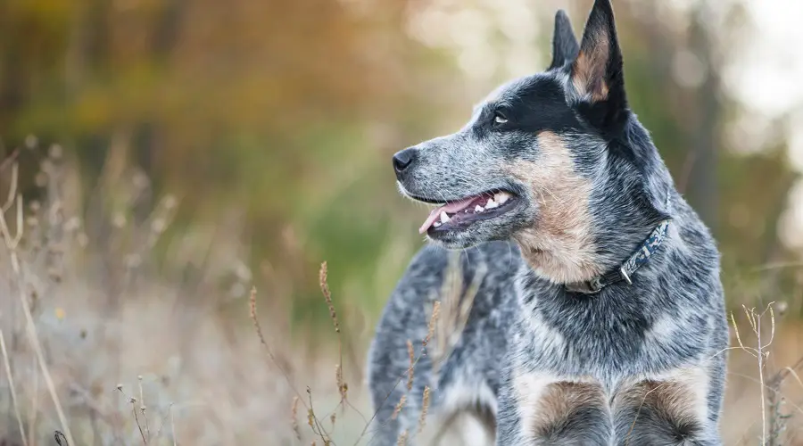 Perro Heeler Azul