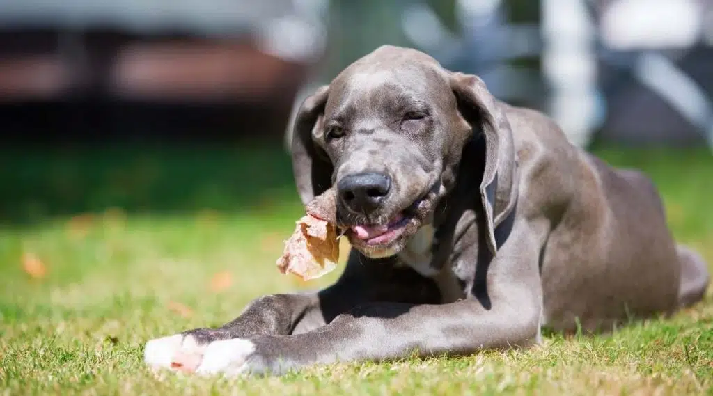 Cachorro de gran danés en el césped masticando una oreja de cerdo