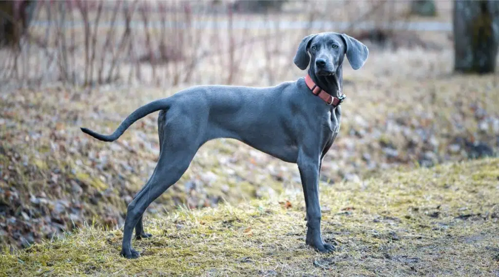 Weimaraner azul parado afuera