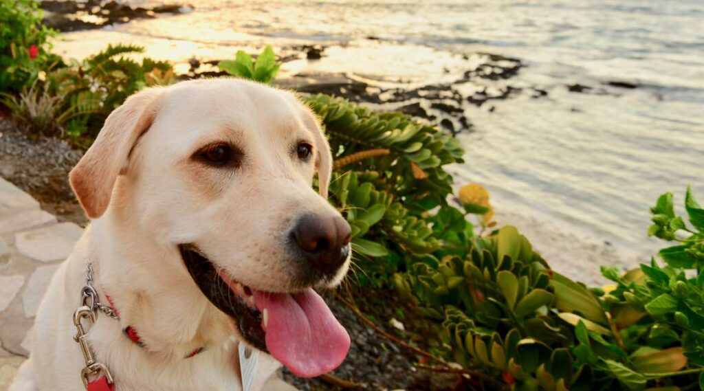 Perro en el parque hawaiano cerca del agua