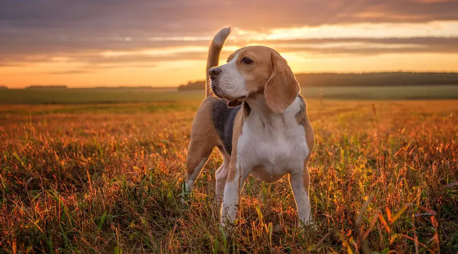 Raza de perro tonto beagle