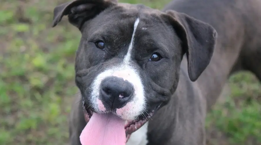 Pitbull negro afuera