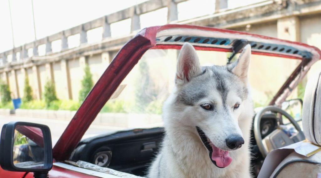 Lindo perro Husky blanco sonriente feliz sentado en un viejo coche italiano rojo al aire libre