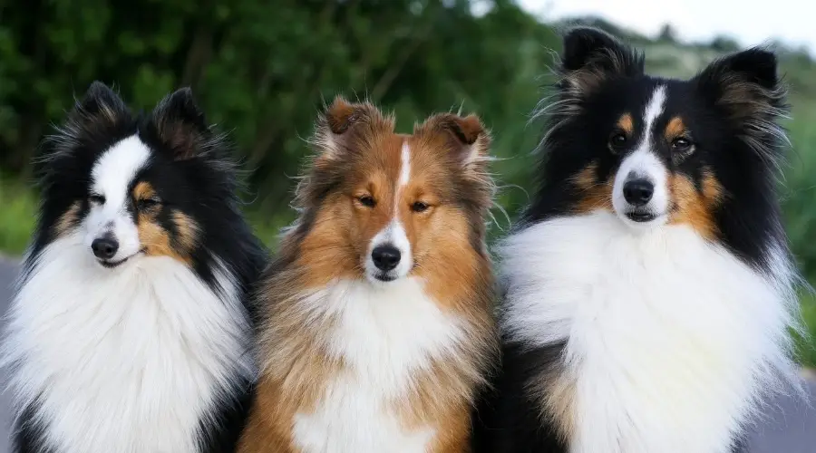 Tres perros sheltie