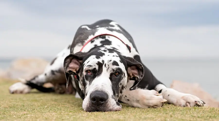 Harlequin Great Dane tendido en el suelo afuera