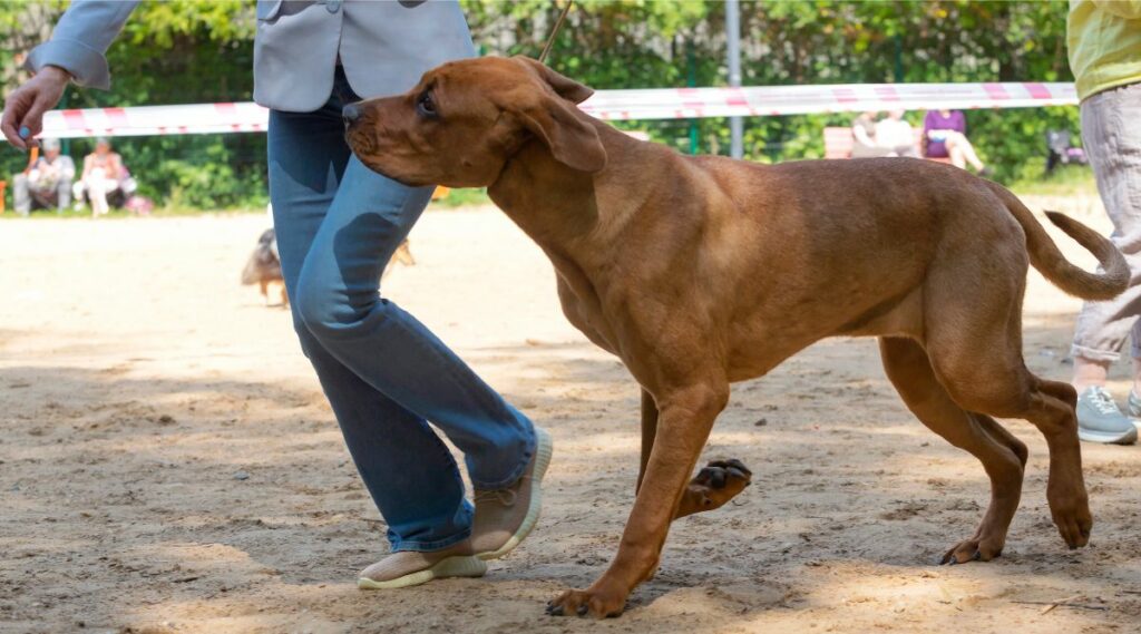 Tosa Inu corriendo en un parque para perros con su dueño