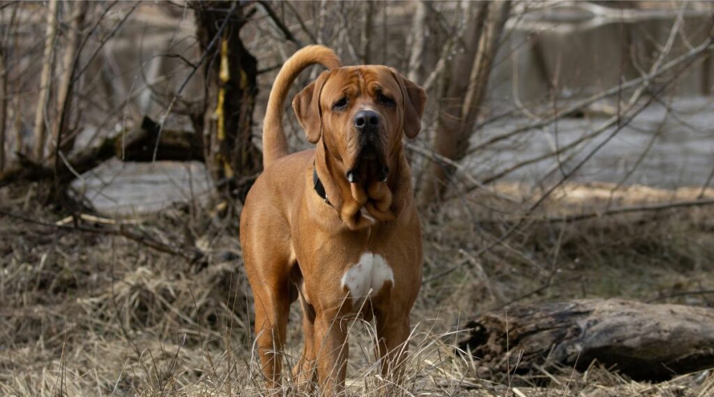 Tosa Inu parado afuera en un campo