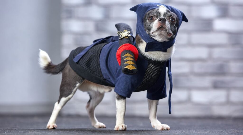 chihuahua con traje de ninja