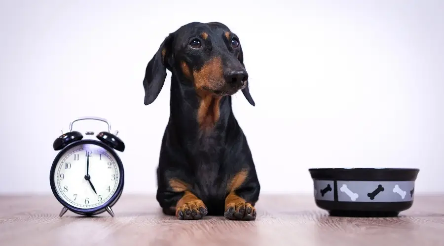 Perro salchicha junto al reloj y el cuenco para perros