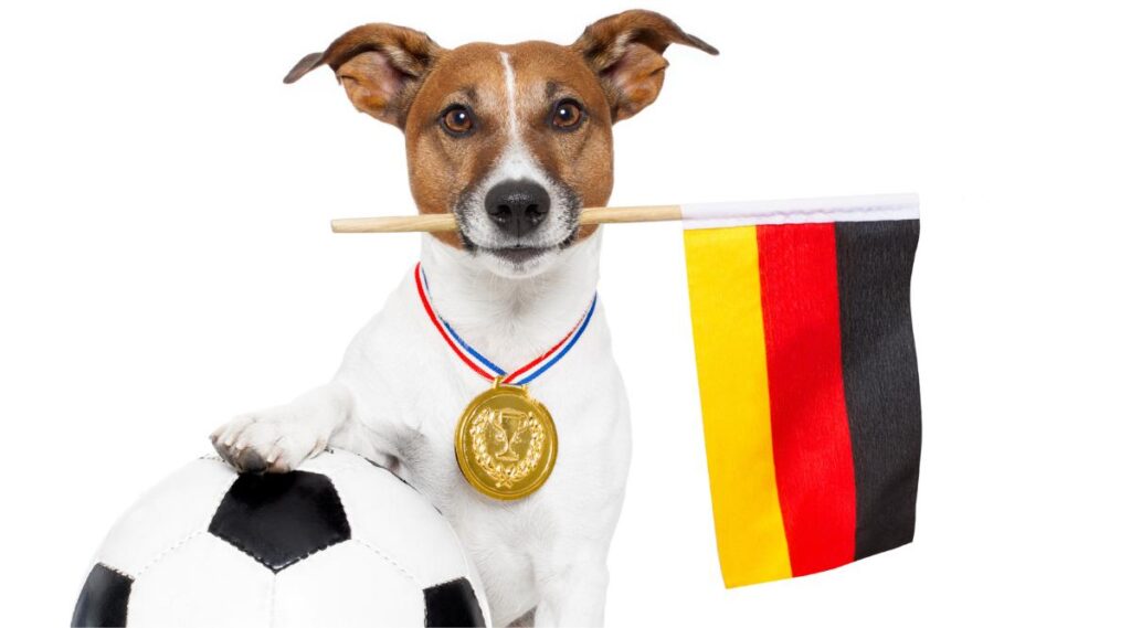 Perro terrier con una bandera alemana en la boca sentado junto a una pelota de fútbol