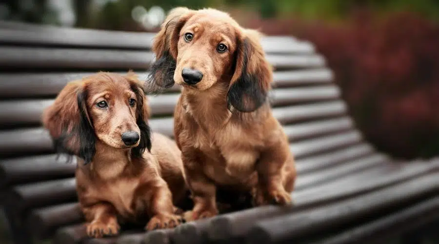 Dos adorables cachorros de perro salchicha posando juntos en un banco