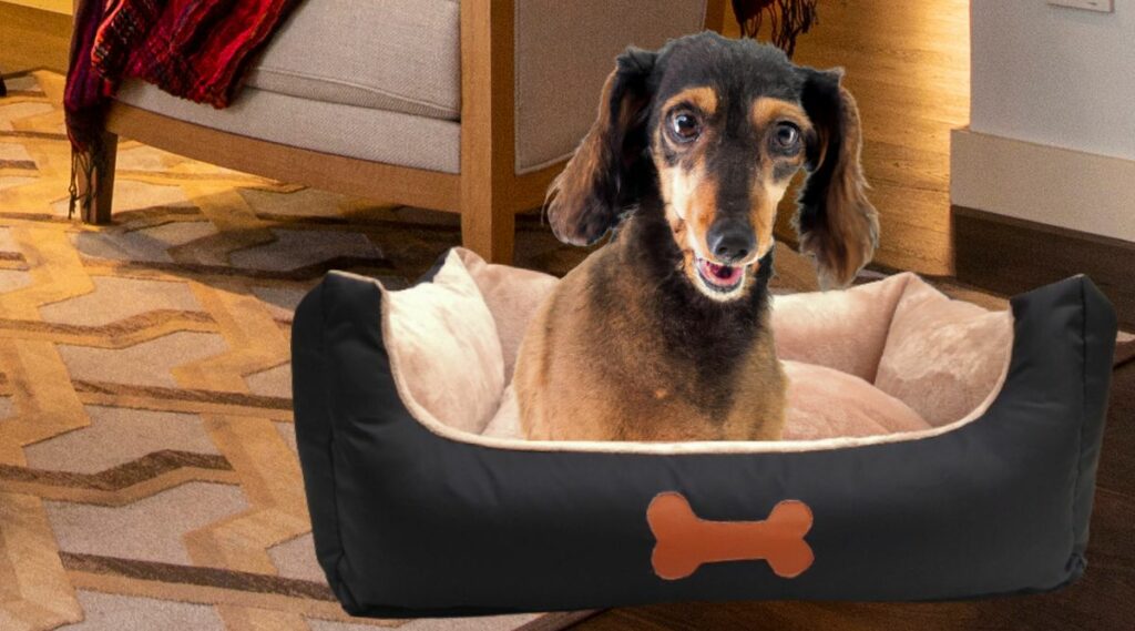 Mezcla de caniche Dachshund sentado en una cama para perros