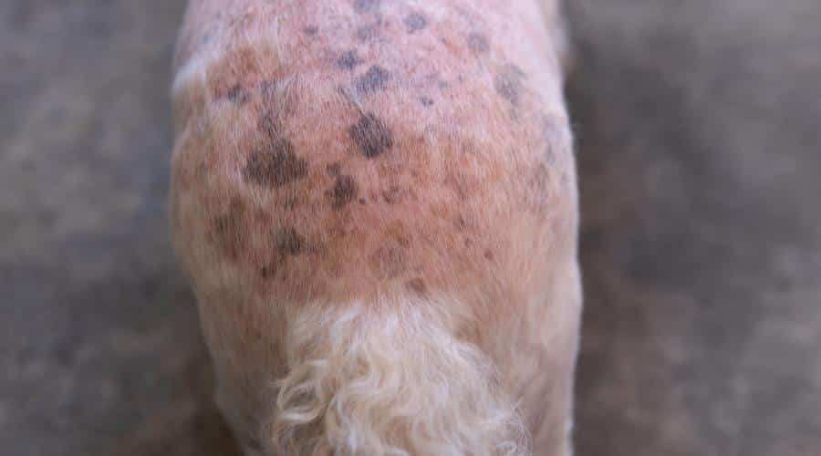 Caniche con pérdida de cabello