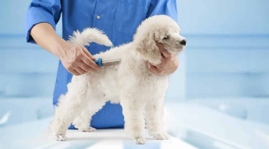 Caniche en el peluquero