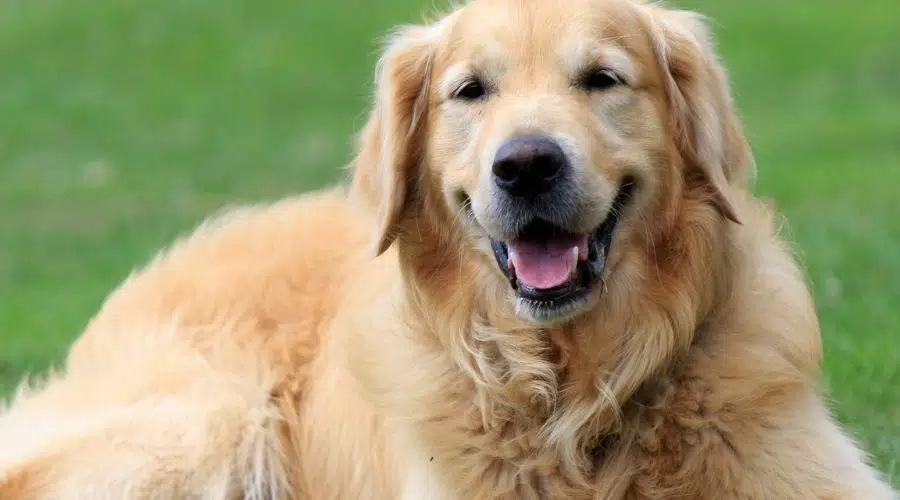 Golden Retriever tendido en la hierba