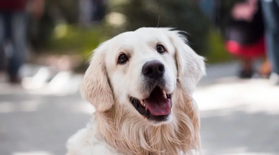 Golden Retriever cara sonriendo