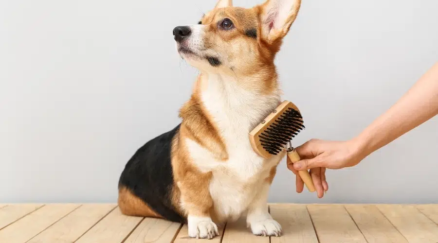Corgi mirando hacia otro lado mientras lo cepillan