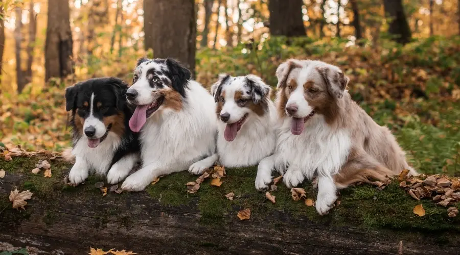 Pastores australianos con diferentes pelajes