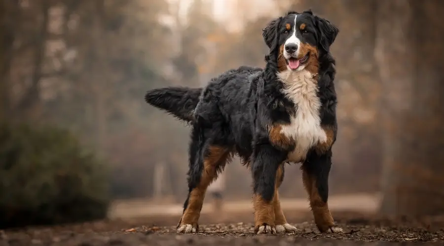Perro macho parado afuera