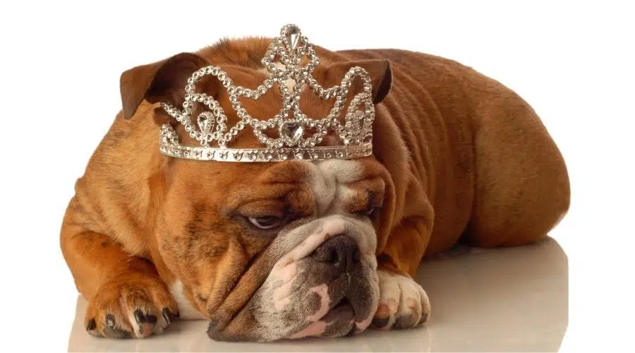 Bulldog Inglés con corona de princesa y expresión tonta