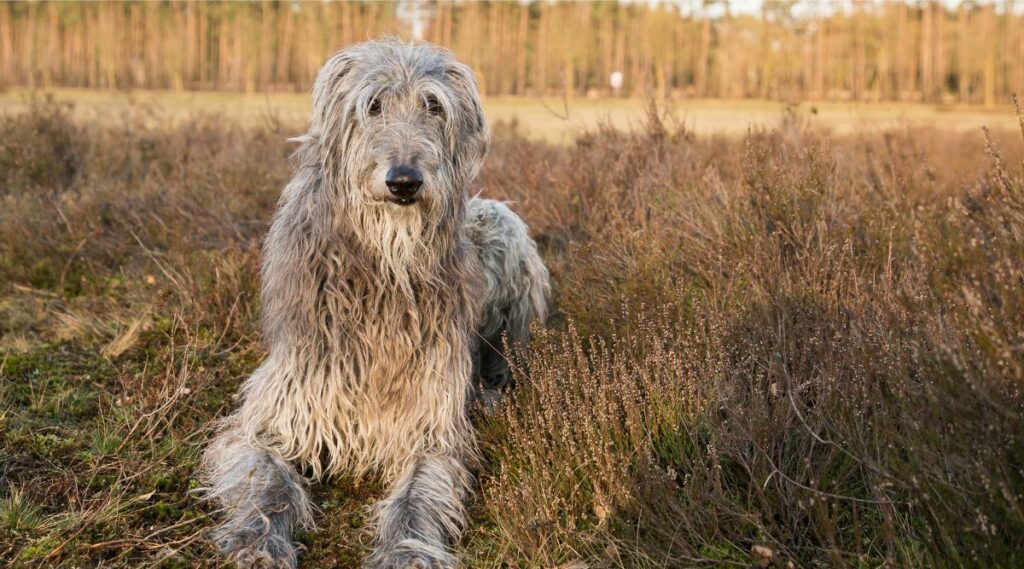 Deerhound escocés acostado afuera