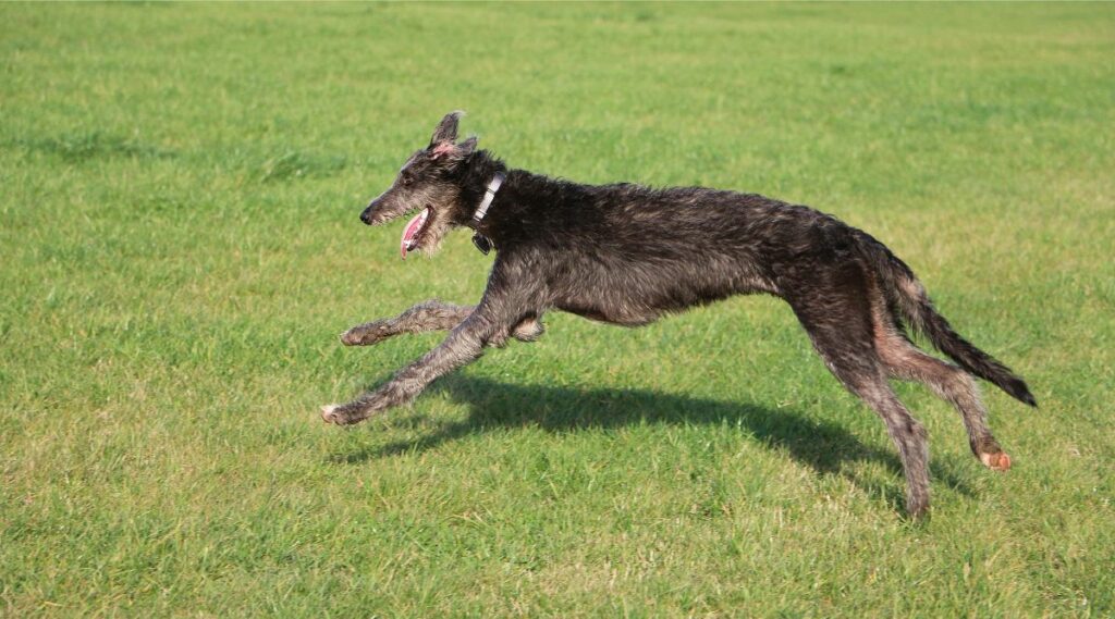 Deerhound escocés corriendo afuera