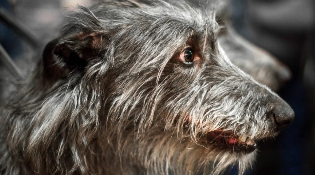 Deerhound escocés cara de cerca