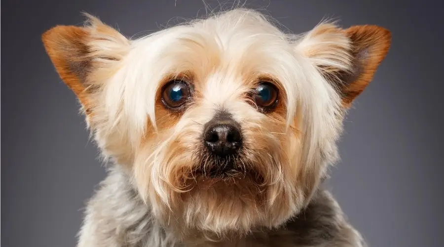 Yorkie ansioso