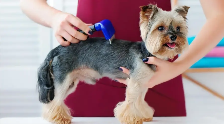 Un Yorkshire Terrier que parece feliz mientras consigue un pelaje adorablemente arreglado.