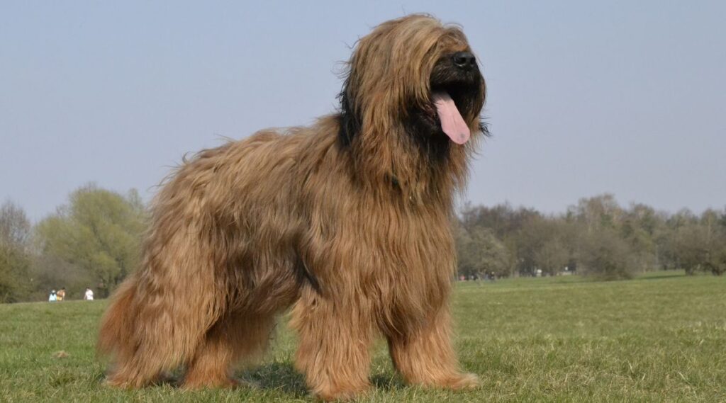 Briard de pie en la hierba con la lengua fuera