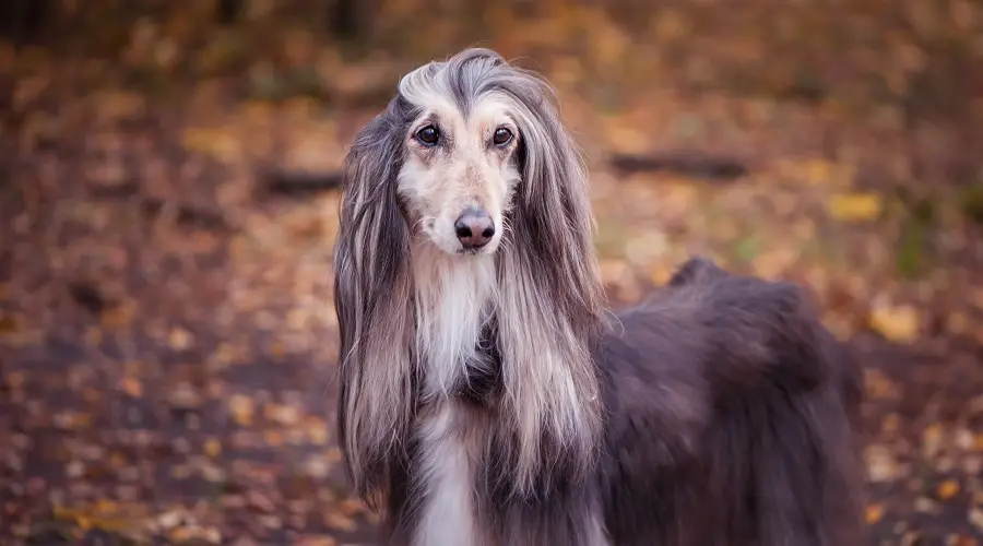 La raza de perro más tonta del sabueso afgano