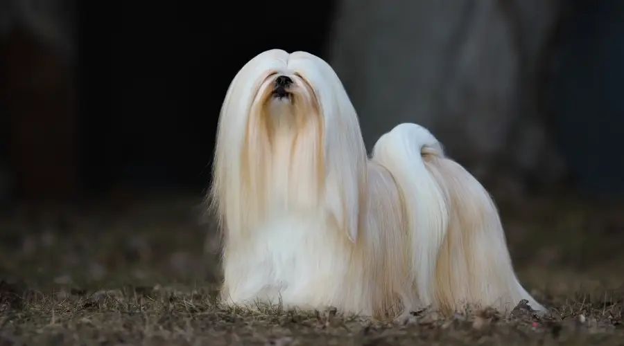 Perro Lhasa Apso