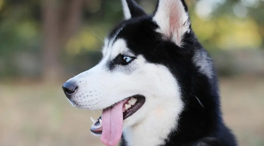 Husky mudando al aire libre