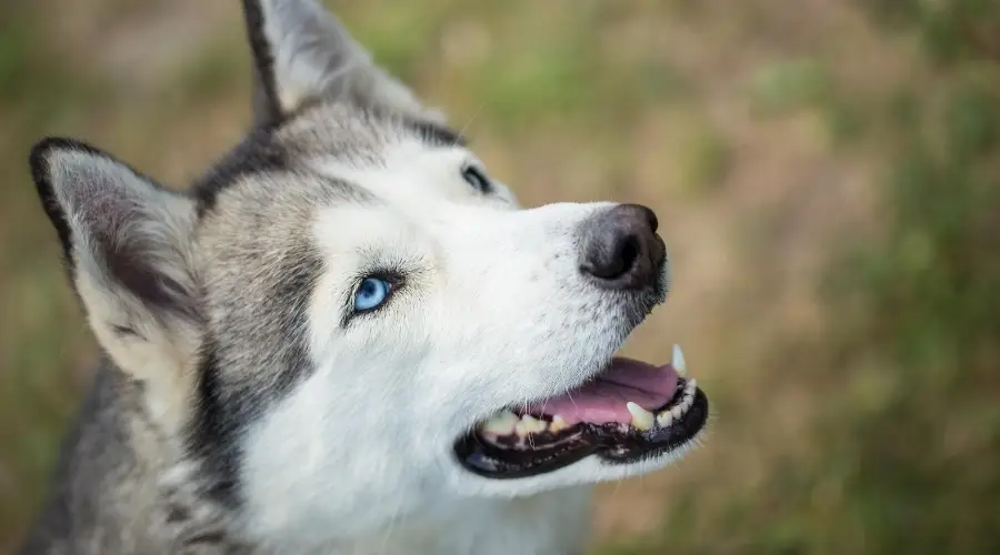 Husky sentado afuera