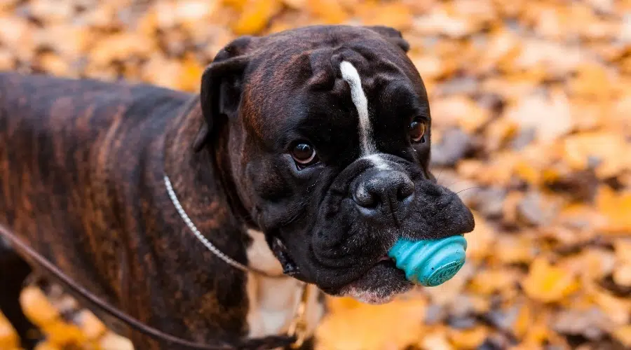 Juguete para masticar perro Boxer