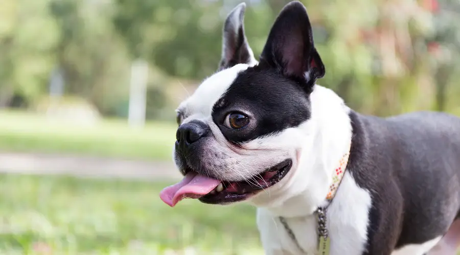 Boston terrier con sobrepeso