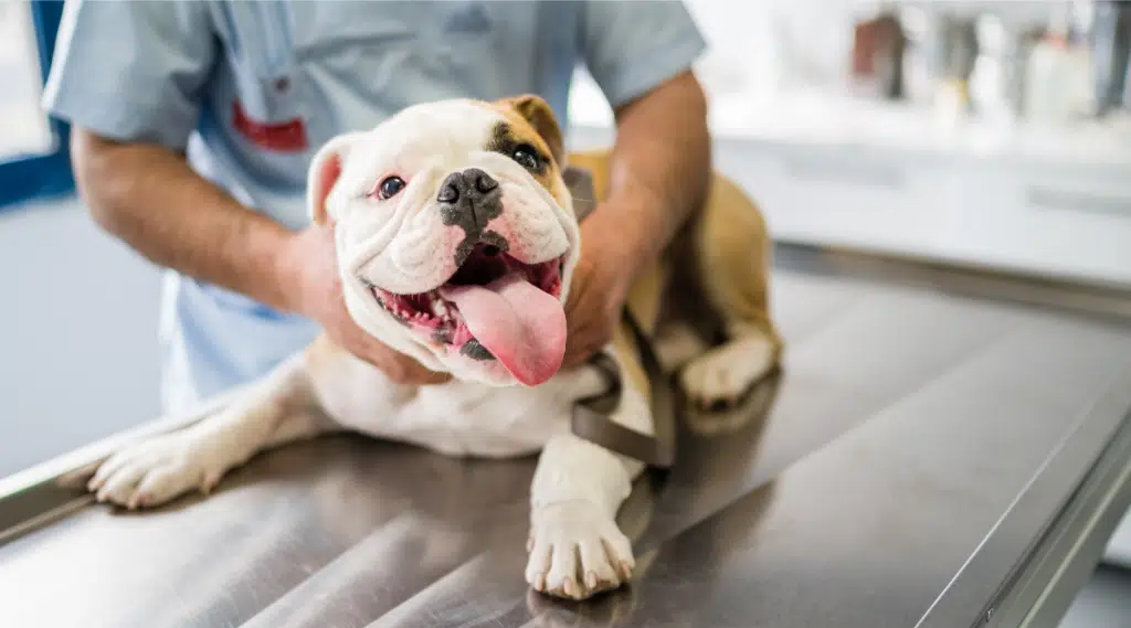 Bulldog en el veterinario haciéndose un chequeo