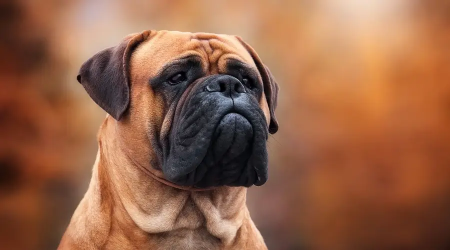 Perro Bullmastiff al aire libre