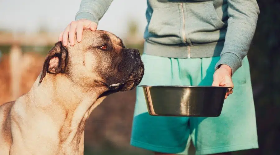 Cane Corso comiendo del tazón que el dueño sostiene