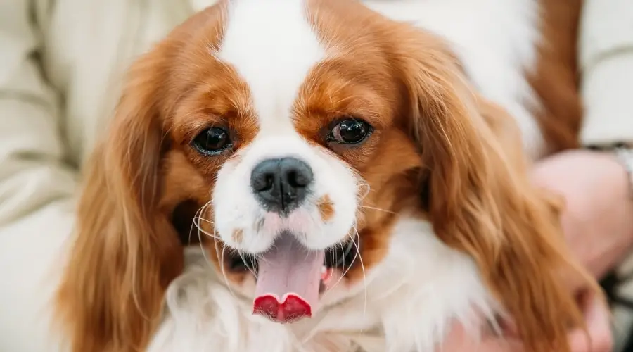 Cavalier King Charles Spaniel en la vuelta del propietario