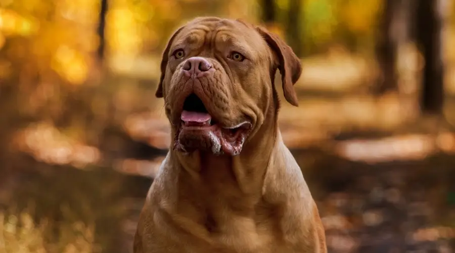 Dogo de Burdeos al aire libre