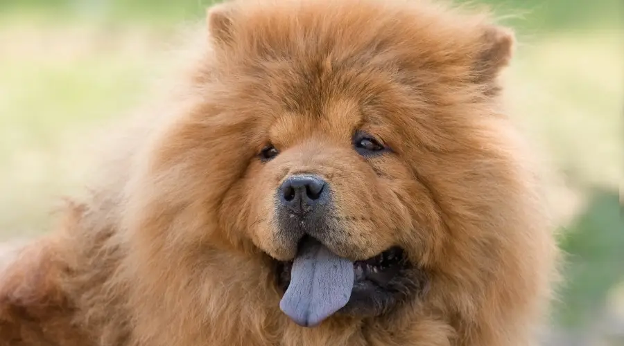 Raza de perro chow chow