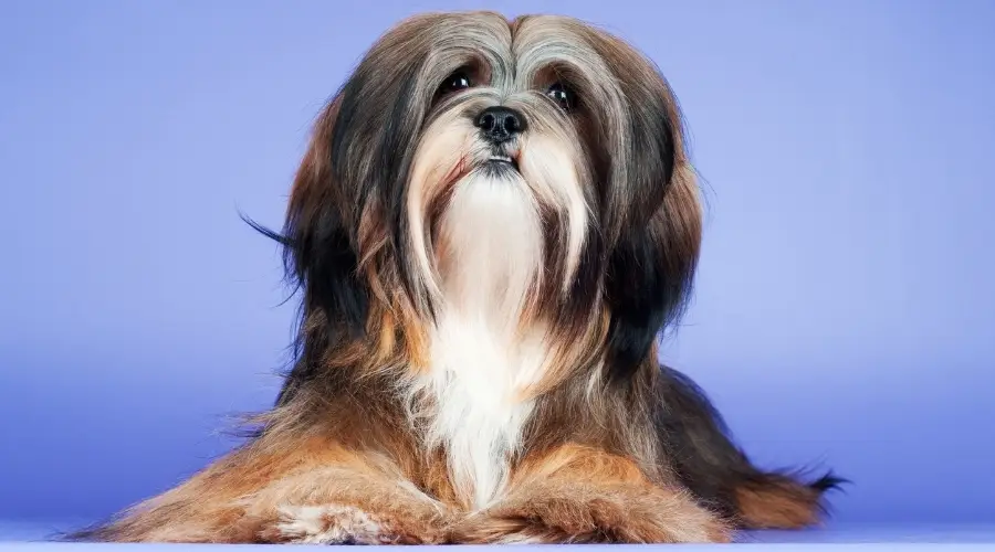 Lhasa Apso