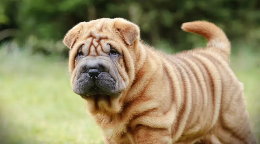 Retrato de cachorro Shar pei chino en el jardín