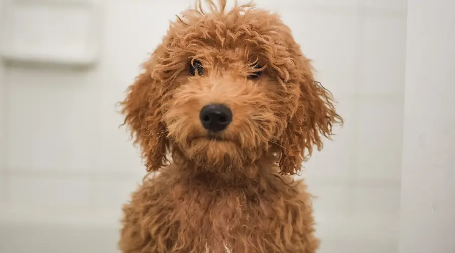 Goldendoodle en baño