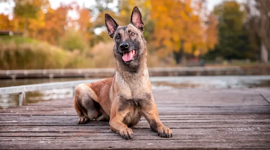 Adiestramiento canino en muelles