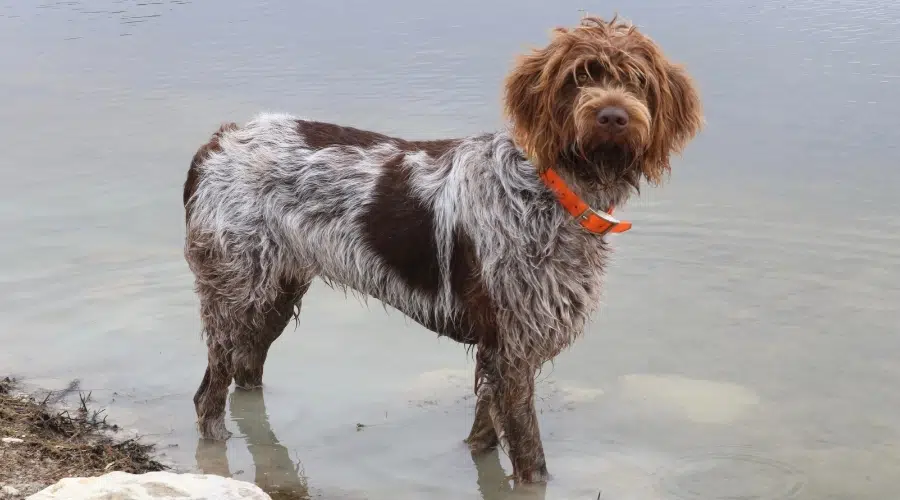 Perro gris con manchas marrones parado en el agua