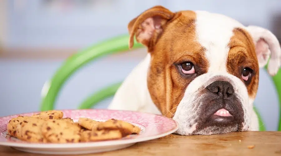 Bulldog junto a un plato de dulces con chispas de chocolate