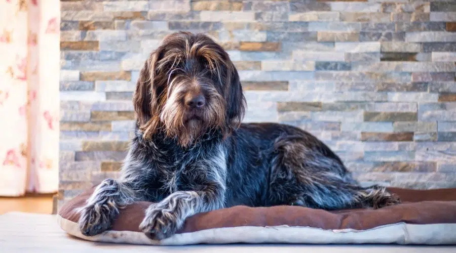 Perro marrón y gris acostado en una cama para perros